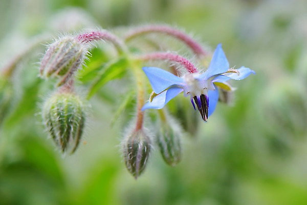 포토 JPG 주간 식물 꽃 근접촬영 사람없음 야외 아웃포커스 솜털 국내포토 자연요소 뷰포인트 촬영기법 파일형식