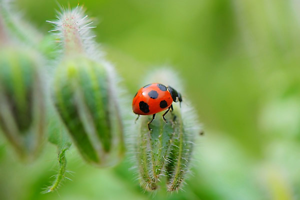 포토 JPG 주간 한마리 꽃 자연 근접촬영 사람없음 야외 아웃포커스 무당벌레 솜털 국내포토 자연요소 식물 1 뷰포인트 곤충 촬영기법 생태계 파일형식