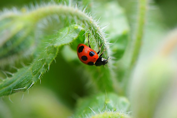 포토 JPG 주간 한마리 꽃 자연 근접촬영 사람없음 야외 아웃포커스 무당벌레 솜털 국내포토 자연요소 식물 1 뷰포인트 곤충 촬영기법 생태계 파일형식
