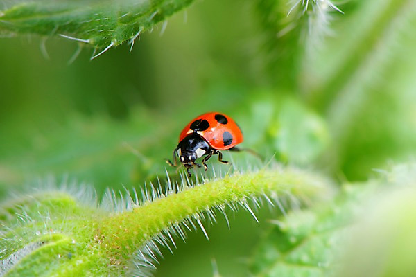 포토 JPG 주간 한마리 꽃 자연 근접촬영 사람없음 야외 아웃포커스 무당벌레 솜털 국내포토 자연요소 식물 1 뷰포인트 곤충 촬영기법 생태계 파일형식