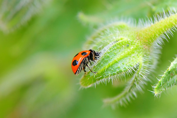 포토 JPG 주간 한마리 꽃 자연 근접촬영 사람없음 야외 아웃포커스 무당벌레 솜털 국내포토 자연요소 식물 1 뷰포인트 곤충 촬영기법 생태계 파일형식