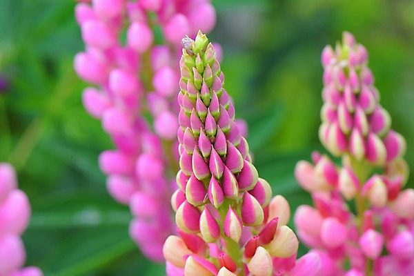 포토 JPG 주간 식물 꽃 분홍색 근접촬영 사람없음 야외 아웃포커스 분홍색배경 국내포토 자연요소 뷰포인트 컬러 백그라운드 촬영기법 파일형식