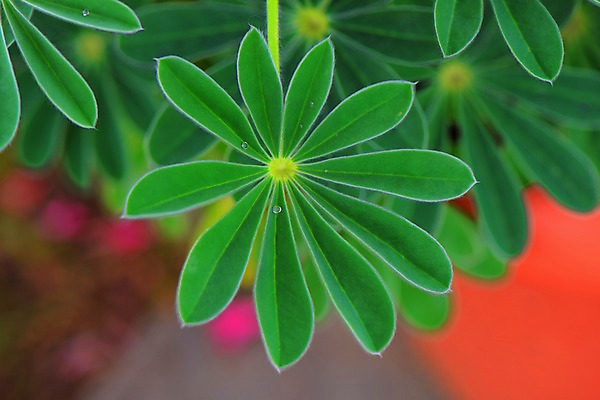 포토 JPG 주간 식물 백그라운드 잎 자연 근접촬영 사람없음 야외 아웃포커스 초록색 국내포토 자연요소 뷰포인트 컬러 촬영기법 생태계 파일형식