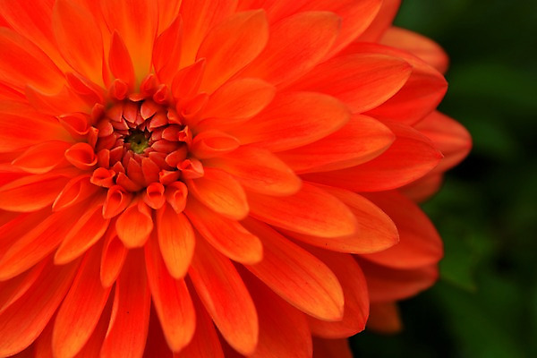 포토 JPG 주간 식물 꽃 한송이 근접촬영 사람없음 야외 아웃포커스 다홍색 국내포토 자연요소 1 뷰포인트 컬러 촬영기법 송이 파일형식