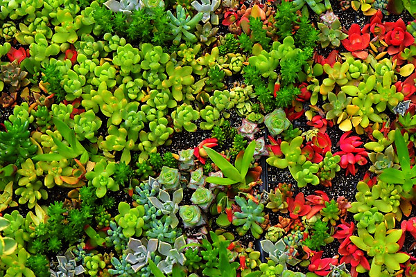 포토 JPG 주간 식물 백그라운드 자연 근접촬영 사람없음 야외 빨간색 초록색 다육식물 국내포토 자연요소 뷰포인트 컬러 생태계 파일형식