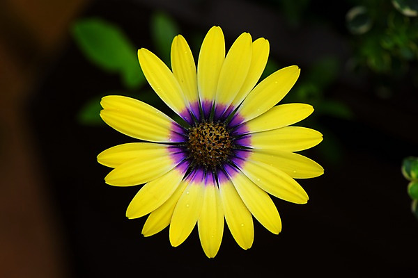 포토 JPG 꽃 한송이 자연 검은배경 근접촬영 사람없음 아웃포커스 노란색 국내포토 식물 1 뷰포인트 컬러 백그라운드 촬영기법 검은색 생태계 송이 파일형식