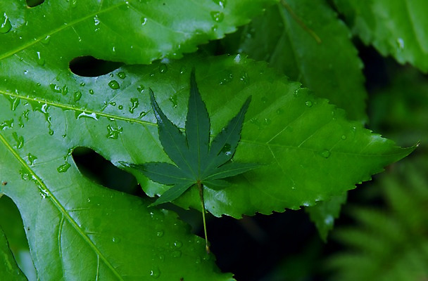 포토 JPG 주간 식물 백그라운드 단풍 자연 근접촬영 사람없음 야외 아웃포커스 초록색 물방울 국내포토 자연요소 뷰포인트 컬러 잎 촬영기법 생태계 파일형식