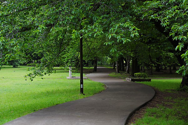 포토 JPG 주간 나무 공원 풍경 잔디 사람없음 야외 산책로 숲 국내포토 자연요소 식물 공공시설 길 파일형식