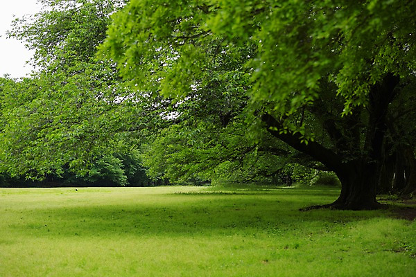 포토 JPG 주간 나무 공원 풍경 사람없음 야외 아웃포커스 숲 국내포토 자연요소 식물 공공시설 촬영기법 파일형식