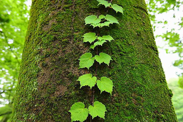 포토 JPG 주간 나무 공원 이끼 풍경 사람없음 야외 아웃포커스 덩굴 숲 국내포토 자연요소 식물 공공시설 촬영기법 파일형식