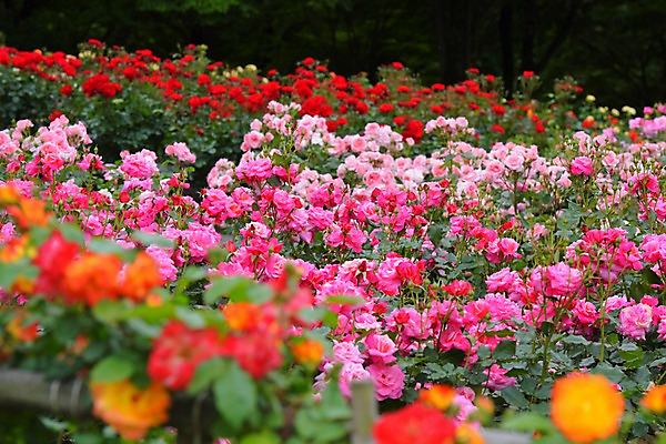 포토 JPG 주간 식물 꽃밭 풍경 사람없음 야외 아웃포커스 장미 국내포토 자연요소 꽃 촬영기법 파일형식