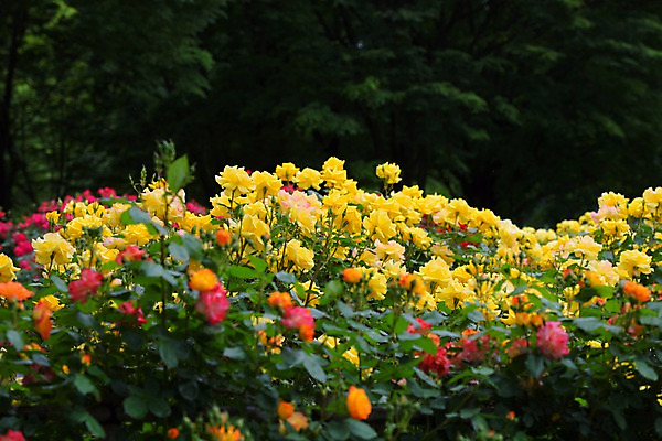 포토 JPG 주간 식물 꽃밭 풍경 사람없음 야외 장미 국내포토 자연요소 꽃 파일형식