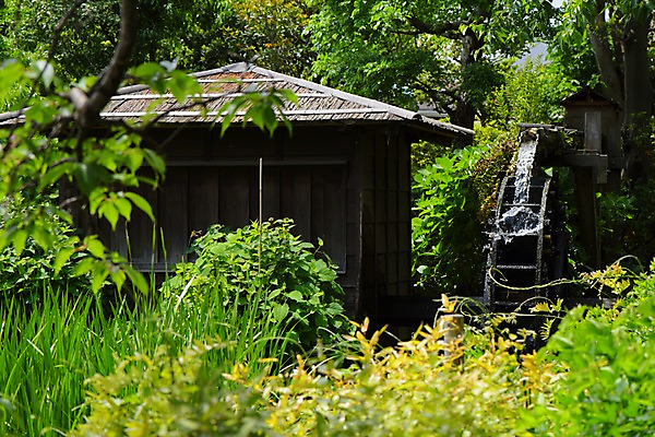 포토 JPG 주간 나무 주택 초가집 사람없음 야외 일본 흐름 숲 일본건축 물레방아 일본가옥 국내포토 자연요소 식물 아시아 컨셉 한옥 건물 동양건축 일본전통 파일형식