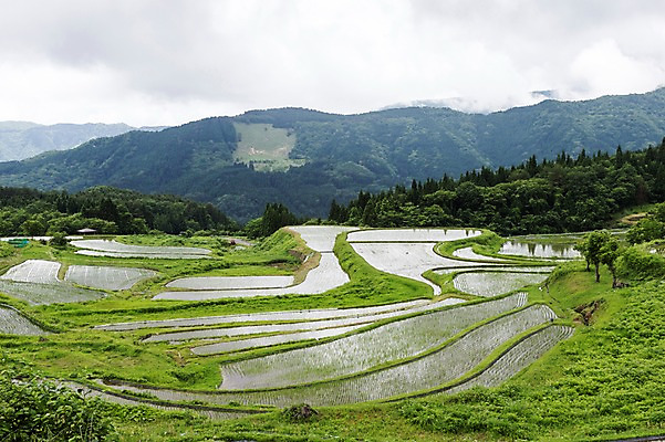 포토 JPG 주간 구름 자연 하늘 산 논 풍경 사람없음 야외 농경지 국내포토 자연요소 농업 농장 생태계 파일형식