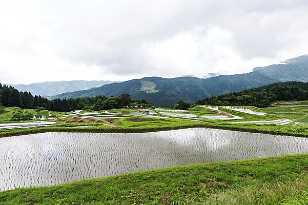 포토 JPG 주간 구름 자연 하늘 산 논 풍경 사람없음 야외 농경지 국내포토 자연요소 농업 농장 생태계 파일형식
