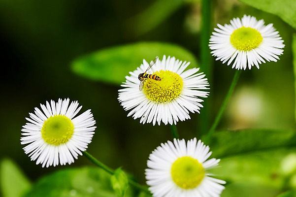 포토 JPG 주간 한마리 자연 근접촬영 사람없음 야외 아웃포커스 흰색 꿀벌 개망초 국내포토 자연요소 1 꽃 뷰포인트 컬러 촬영기법 벌_곤충 생태계 파일형식