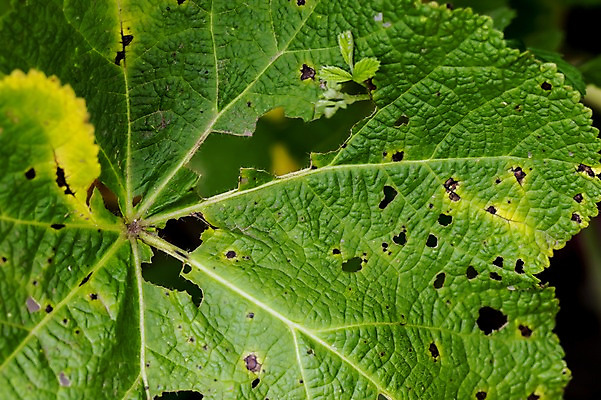 포토 JPG 주간 백그라운드 자연 나뭇잎 근접촬영 사람없음 야외 벌레먹은 국내포토 자연요소 뷰포인트 잎 생태계 파일형식
