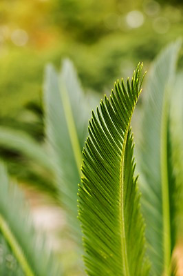 포토 JPG 주간 자연 나뭇잎 사람없음 야외 아웃포커스 소철 소철잎 국내포토 자연요소 잎 촬영기법 생태계 파일형식