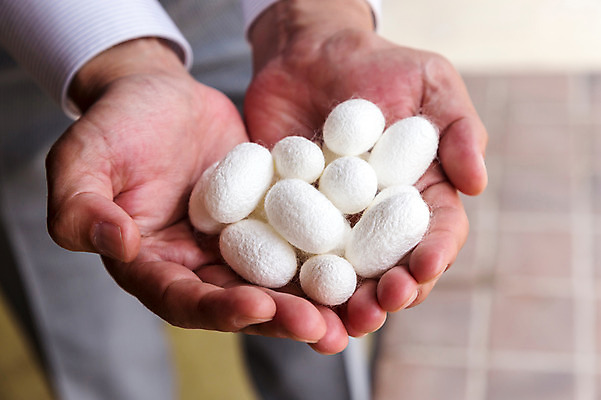 포토 JPG 주간 실내 들기 근접촬영 아웃포커스 신체부위 양손 뭉치 누에 명주 명주실 국내포토 자연요소 손 뷰포인트 모션 촬영기법 사람 내부 파일형식