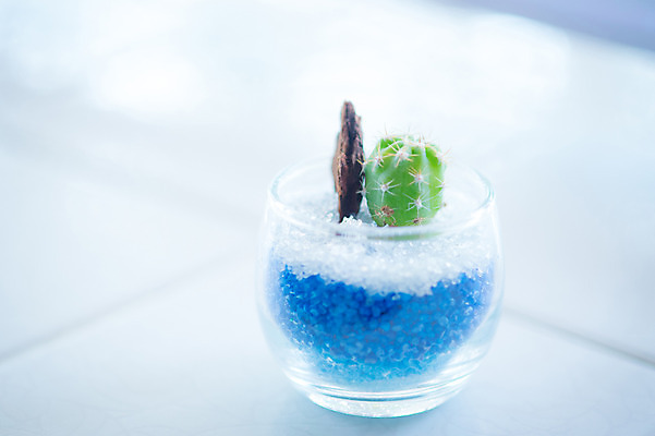 포토 JPG 화분 선인장 실내 사람없음 아웃포커스 장식 오브젝트 유리그릇 국내포토 식물 그릇 유리 촬영기법 내부 파일형식