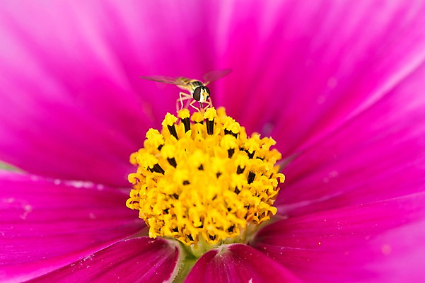 포토 JPG 주간 한마리 꽃 자연 근접촬영 사람없음 야외 아웃포커스 꽃술_꽃 꿀벌 분홍색배경 국내포토 자연요소 식물 1 뷰포인트 분홍색 백그라운드 촬영기법 벌_곤충 생태계 파일형식