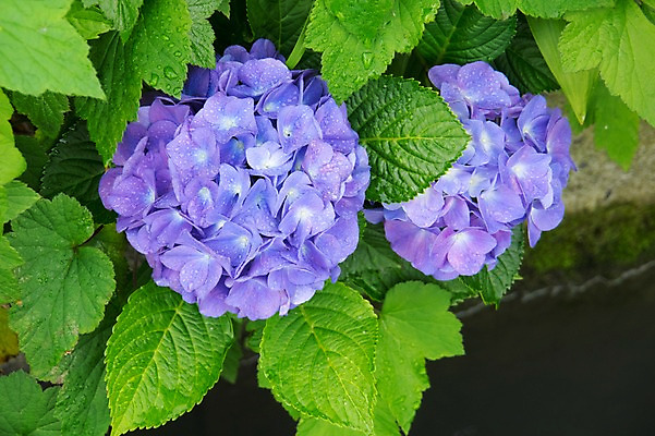 포토 JPG 주간 잎 사람없음 야외 보라색 물방울 수국 국내포토 자연요소 식물 꽃 컬러 파일형식