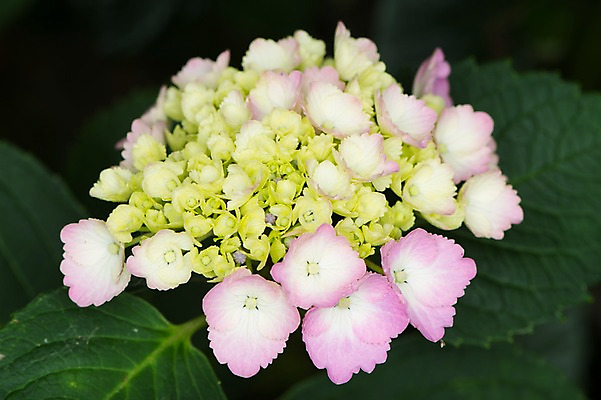 포토 JPG 분홍색 잎 근접촬영 사람없음 아웃포커스 흰색 수국 국내포토 식물 꽃 뷰포인트 컬러 촬영기법 파일형식