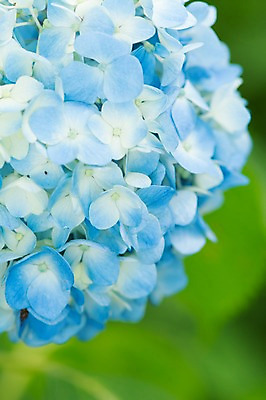 포토 JPG 하늘색 근접촬영 사람없음 아웃포커스 파란색 수국 국내포토 꽃 뷰포인트 컬러 촬영기법 파일형식