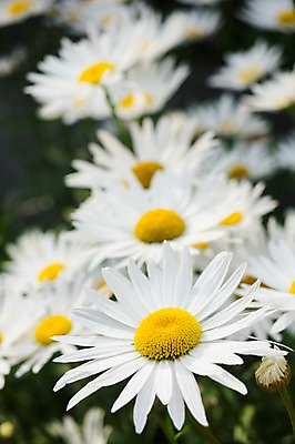포토 JPG 주간 식물 여러송이 꽃밭 근접촬영 사람없음 야외 아웃포커스 흰색 마거리트 국내포토 자연요소 꽃 뷰포인트 컬러 다수 촬영기법 파일형식