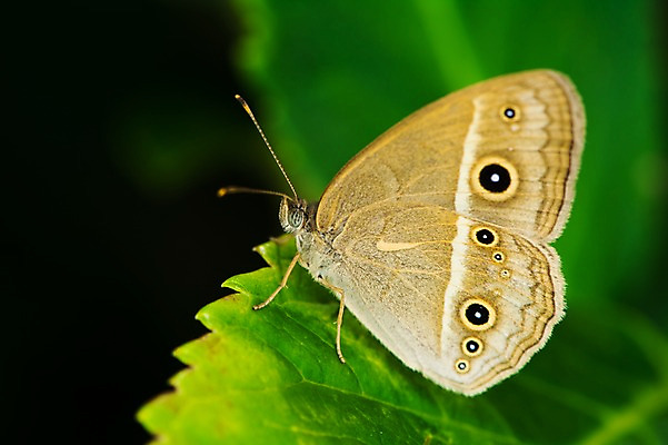포토 JPG 주간 한마리 나비 나뭇잎 근접촬영 사람없음 야외 아웃포커스 국내포토 자연요소 1 뷰포인트 곤충 잎 촬영기법 파일형식