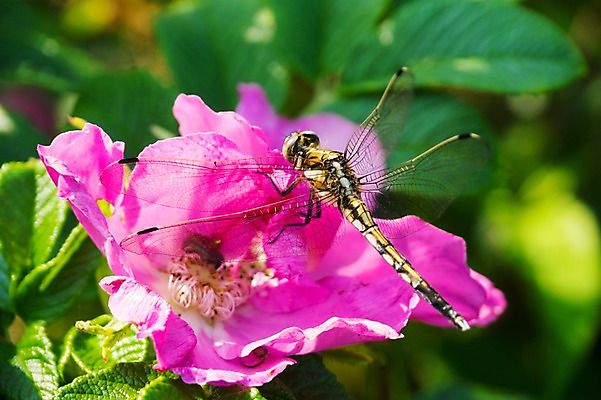 포토 JPG 주간 한마리 꽃 분홍색 잎 자연 근접촬영 사람없음 야외 아웃포커스 잠자리 국내포토 자연요소 식물 1 뷰포인트 컬러 곤충 촬영기법 생태계 파일형식