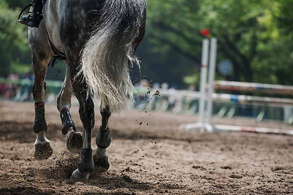 포토 JPG 주간 한마리 야외 뒷모습 아웃포커스 달리기 흙 말_동물 승마 말총 승마장 국내포토 자연요소 1 스포츠 뷰포인트 포유류 모션 촬영기법 파일형식