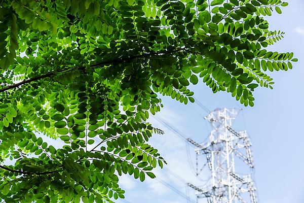 포토 JPG 주간 자연 하늘 풍경 사람없음 야외 아웃포커스 전봇대 철탑 국내포토 자연요소 공공시설 촬영기법 탑 생태계 파일형식