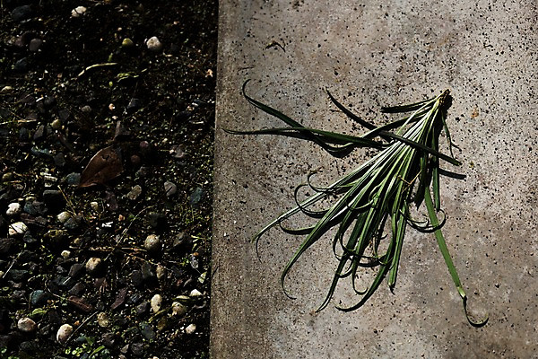 포토 JPG 주간 거리 사람없음 야외 풀 땅바닥 국내포토 자연요소 식물 바닥 파일형식