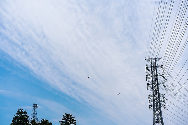 포토 JPG 주간 구름 로우앵글 조류 하늘 풍경 사람없음 야외 전선 전봇대 철탑 국내포토 자연요소 동물 공공시설 뷰포인트 탑 파일형식
