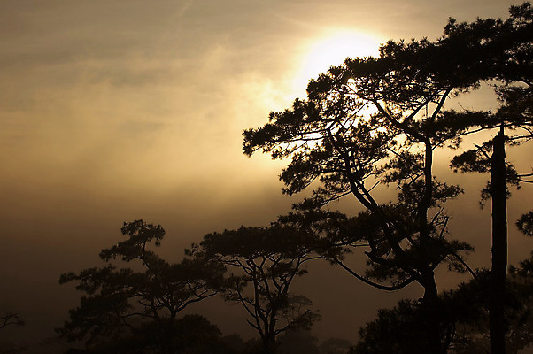 포토 JPG 해외이미지 나무 여행 자연 풍경 사람없음 빛 햇빛 태양 침묵 안개 해외202004 해외포토 자연요소 식물 날씨 소리 생태계 파일형식 이미지허브