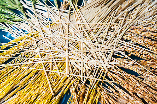 포토 JPG 해외이미지 식물 계절 아시아 음식 줄기 농업 재료 자연 밥 씨앗 사람없음 초록색 농작물 농장 갈색 노란색 쌓기 수확 가을 흰색 황금 낟알 시리얼 밀 묘사 유기농 날것 귀 결 논밭 숙성 해외202004 해외포토 웰빙 나라 산업 컬러 무늬 밭 모션 곡류 논 신체부위 생태계 파일형식 이미지허브