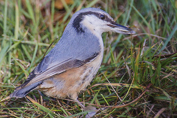 포토 JPG 해외이미지 동물 응시 유럽 야생동물 음식 날개 오렌지 자연 조류 노르웨이 씨앗 서기 사람없음 목재 파란색 빛 컬러풀 숲 작음 깃털 부리 내추럴 해외202004 해외포토 나무 식물 시선 나라 컬러 과일 재료 모션 크기 생태계 파일형식 이미지허브