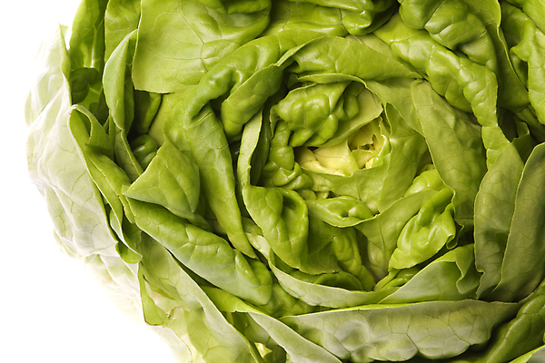 포토 JPG 해외이미지 식물 음식 잎 농업 다이어트 채소 자연 건강 요리 사람없음 초록색 머리 식사 저녁식사 샐러드 신선 닫기 맛 상추 먹기 묘사 유기농 날것 버터 성분 내추럴 고립 식용 해외202004 해외포토 웰빙 산업 컬러 컨셉 모션 신체부위 생태계 파일형식 이미지허브