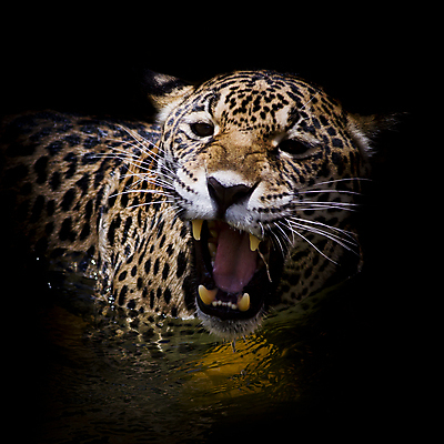 포토 JPG 해외이미지 동물 응시 공원 얼굴 야생동물 포유류 아프리카 자연 친절 수염 털 사람없음 야외 노란색 환경 검은색 고양이 분노 점 황무지 닫기 치아 위험 큼 모피 사파리 속도 육식동물 사냥꾼 표범 힘찬 해외202004 해외포토 직업 시선 공공시설 감정 나라 컬러 컨셉 모션 신체부위 반려동물 소화기관 크기 생태계 파일형식 이미지허브