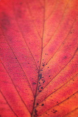 포토 JPG 해외이미지 식물 계절 아시아 백그라운드 컨셉 잎 패턴 자연 아이디어 사람없음 빨간색 세로 햇빛 태양 일본 가을 변화 확대 떨어짐 질감 고립 해외202004 해외포토 자연요소 나라 컬러 무늬 생태계 파일형식 이미지허브