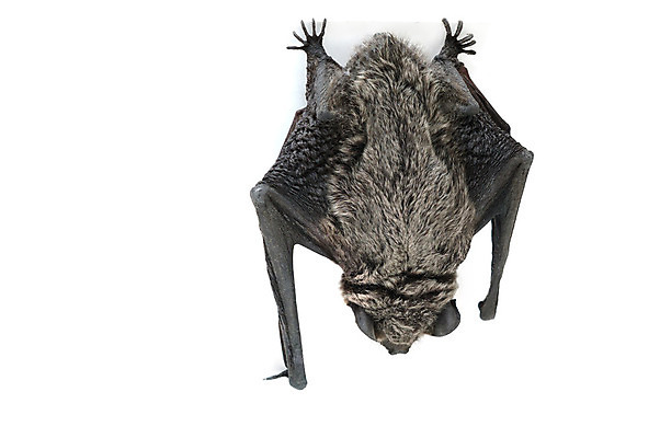 포토 JPG 해외이미지 동물 1 야생동물 날개 포유류 털 매달리기 사람없음 가로 갈색 검은색 회색 작음 흰배경 박쥐 주둥이 고립 집게발 해외202004 해외포토 컬러 백그라운드 모션 흰색 크기 파일형식 이미지허브