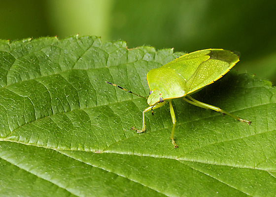 포토 JPG 해외이미지 곤충 자연 사람없음 야외 초록색 벌레 해외202004 해외포토 동물 컬러 생태계 파일형식 이미지허브