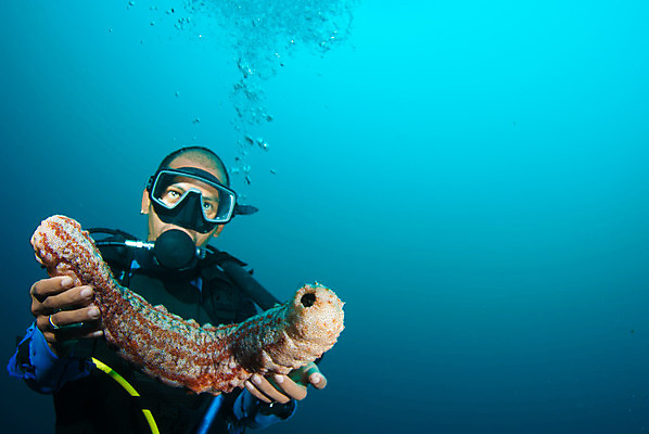 포토 JPG 해외이미지 동물 바다 자연 오이 어류 한명 빨간색 초록색 물 파란색 컬러풀 환경 강사 바닷속 수중 탐험 잡기 가르침 스노클링 산호 선택 잠수부 모험가 다이빙 발리 쇼 암초 보여주기 촉수 발견 내추럴 깊이 해외202004 해외포토 자연요소 직업 1 교육 컬러 섬 컨셉 채소 모션 사람 수영 수중동물 수상스포츠 자포동물 전문직 생태계 인도네시아 수중스포츠 파일형식 이미지허브