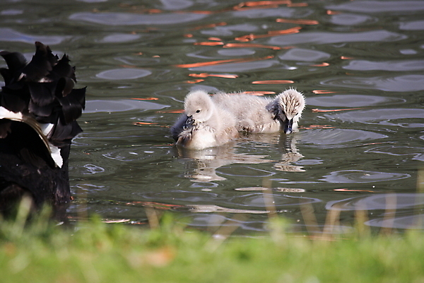 포토 JPG 해외이미지 나무 동물 호수 야생동물 어린이 가족 자연 조류 엄마 함께함 병아리 사람없음 빨간색 초록색 물 파란색 강 반사 갈색 검은색 수영 침묵 봄 젖음 흰색 자녀 아기 연못 우아함 호주 보호 깃털 부리 백조 목 솜털 결백 해외202004 해외포토 자연요소 식물 계절 컬러 컨셉 관계 사람 신체부위 소리 수상스포츠 오세아니아 생태계 파일형식 이미지허브