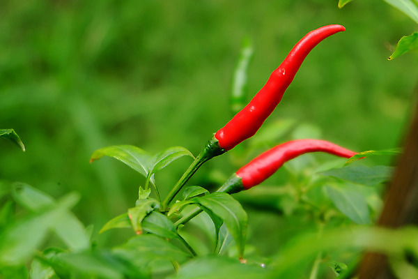 포토 JPG 해외이미지 나무 식물 음식 잎 농업 채소 자연 고추 피망 건강 사람없음 빨간색 초록색 농장 정원 맑음 수확 성장 신선 뜨거움 맛 향신료 유기농 원예 매움 후추 내추럴 오리지널 해외202004 해외포토 웰빙 산업 컬러 컨셉 날씨 취미 생태계 향미료 파일형식 이미지허브