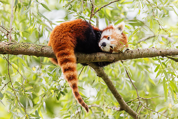포토 JPG 해외이미지 주간 한마리 잎 사람없음 야외 아웃포커스 눕기 귀여움 나뭇가지 잠 레서판다 해외202004 해외포토 자연요소 나무 식물 1 컨셉 포유류 모션 촬영기법 파일형식 이미지허브