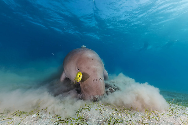 포토 JPG 해외이미지 바다 백그라운드 자연 바닥 사람없음 물 파란색 빛 햇빛 태양 수중 광선 아래 다이빙 깊이 해외202004 해외포토 자연요소 컬러 수영 방향 생태계 위치 수중스포츠 파일형식 이미지허브