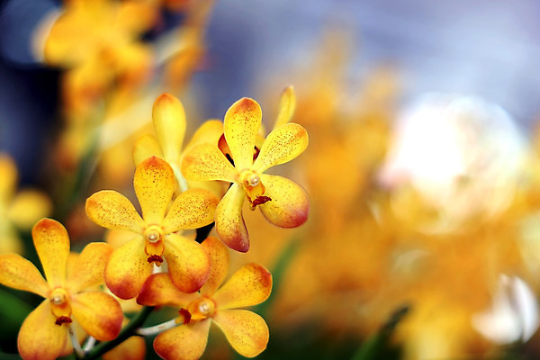 포토 JPG 해외이미지 식물 꽃잎 꽃 분홍색 꽃다발 잎 농업 오렌지 자연 사람없음 장식 빨간색 초록색 컬러풀 노란색 정원 보라색 성장 벚꽃 흰색 나뭇가지 신선 화려 개화 난초 고급 우아함 자주색 자연백그라운드 심기 세련 해외202004 해외포토 나무 산업 컬러 백그라운드 컨셉 과일 모션 생태계 파일형식 이미지허브