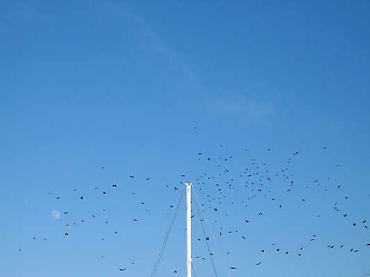 포토 JPG 해외이미지 조류 하늘 사람없음 가로 파란색 검은색 매트 춤 군중 청록색 봉 돛대 많음 해외202004 해외포토 동물 컬러 컨셉 문화예술 사람 파일형식 이미지허브
